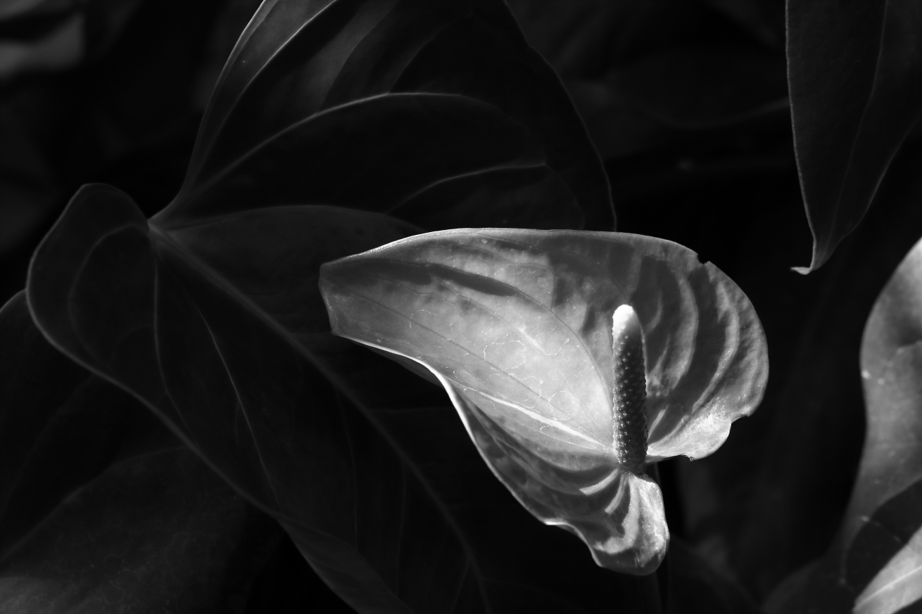 2015 09 02 HTP 05166ebw